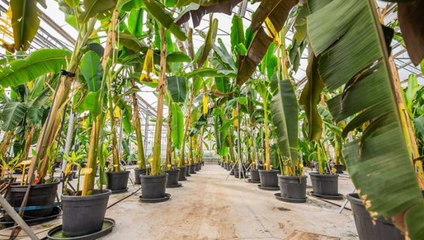 Νέα υβριδική μπανάνα από την Chiquita